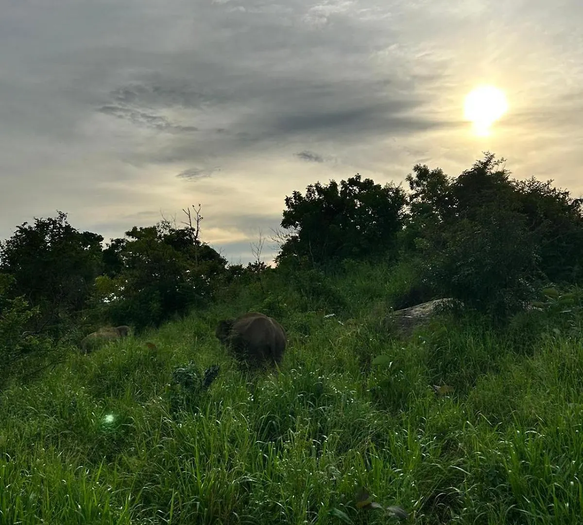 Jungle Eco Lodge & Safari Sigiriya Rum i privatbostad