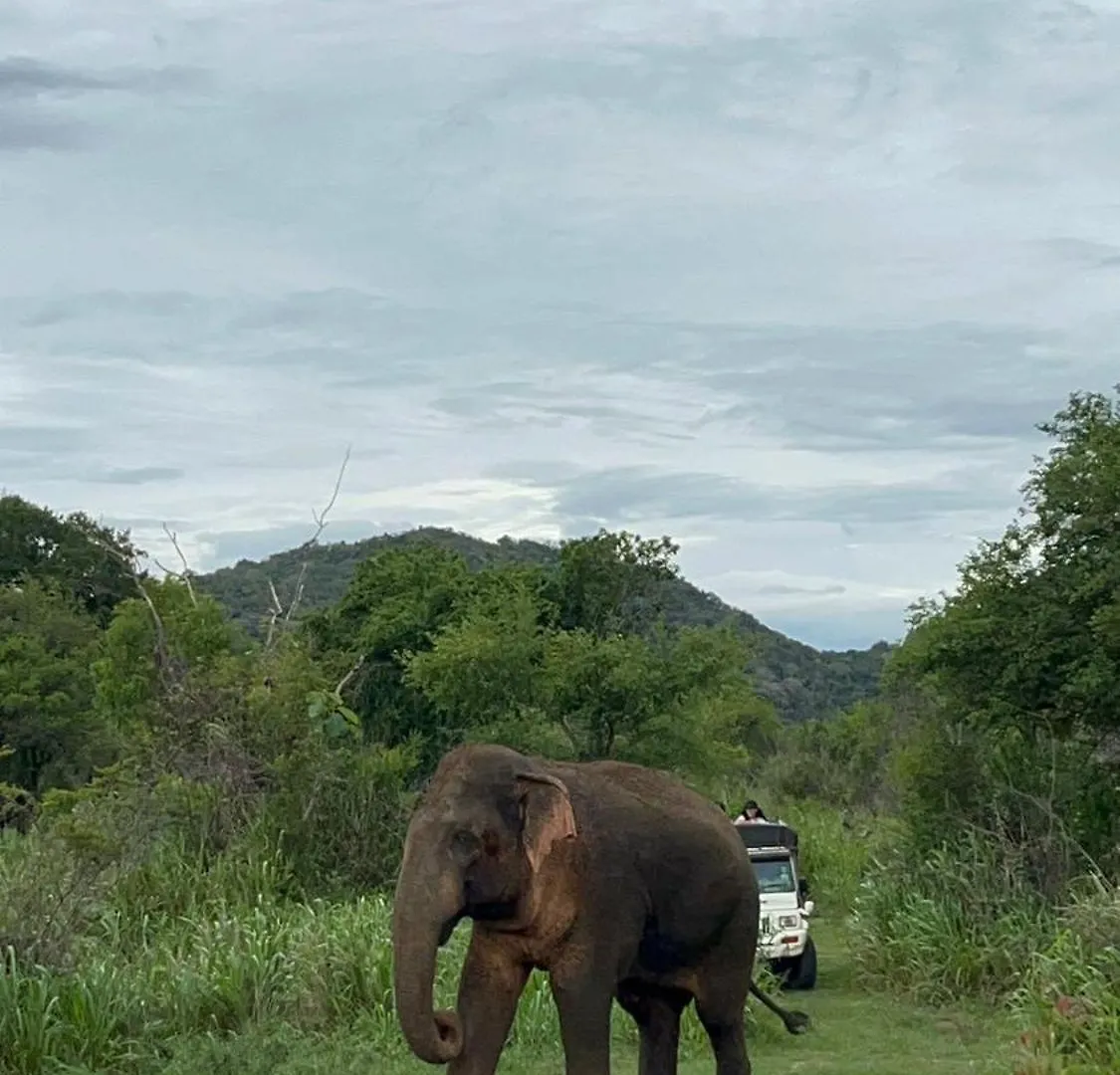 Jungle Eco Lodge & Safari Sigiriya Sri Lanka