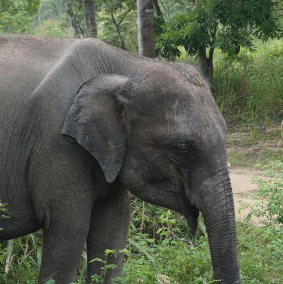Homestay Jungle Eco Lodge & Safari Sigiriya